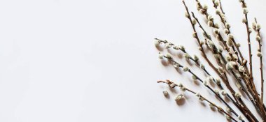 pussy willows branches on a white background.selective focus.nature