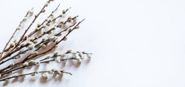 pussy willows branches on a white background.selective focus.nature