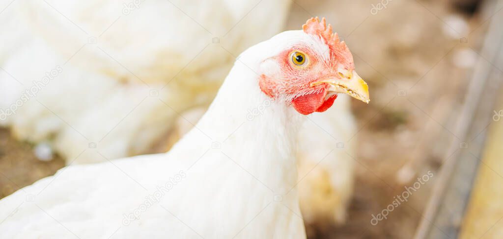 Chickens broilers on the farm. Selective focus.natural