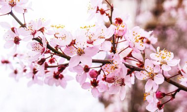 Mavi gökyüzüne karşı çiçek açan ağaçlar. Seçici odak.