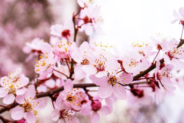 Mavi gökyüzüne karşı çiçek açan ağaçlar. Seçici odak.