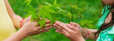 Bir çocuk bahçeye bir bitki eker. Seçici odaklanma. Doğa.