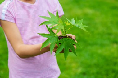 Bir çocuk bahçeye bir bitki eker. Seçici odaklanma. Doğa.