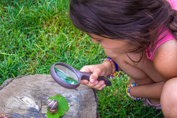 Child Examines Snails Tree Selective Focus Nature — Stock Photo, Image