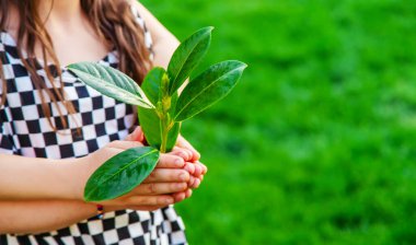 Çocuklar ellerinde doğa ağacıyla ilgilenirler. Seçici odaklanma. Çocuk.