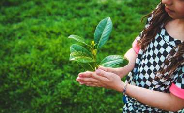 Çocuklar ellerinde doğa ağacıyla ilgilenirler. Seçici odaklanma. Çocuk.