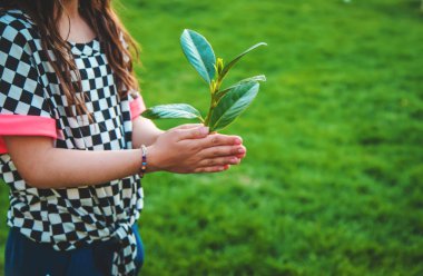 Çocuklar ellerinde doğa ağacıyla ilgilenirler. Seçici odaklanma. Çocuk.