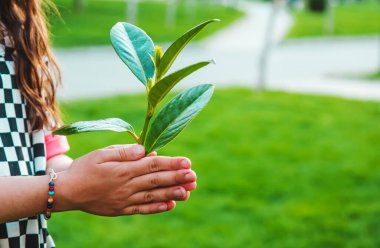 Çocuklar ellerinde doğa ağacıyla ilgilenirler. Seçici odaklanma. Çocuk.