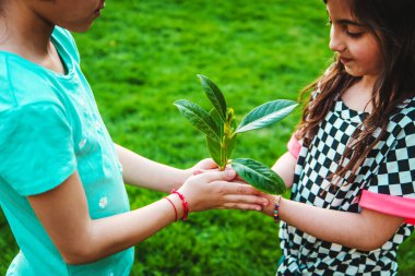 Çocuklar ellerinde doğa ağacıyla ilgilenirler. Seçici odaklanma. Çocuk.