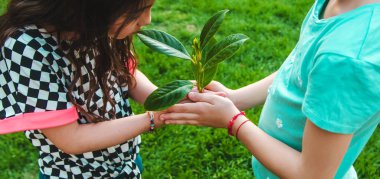 Çocuklar ellerinde doğa ağacıyla ilgilenirler. Seçici odaklanma. Çocuk.
