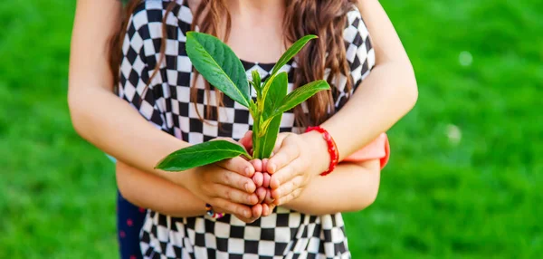 Çocuklar ellerinde doğa ağacıyla ilgilenirler. Seçici odaklanma. Çocuk.