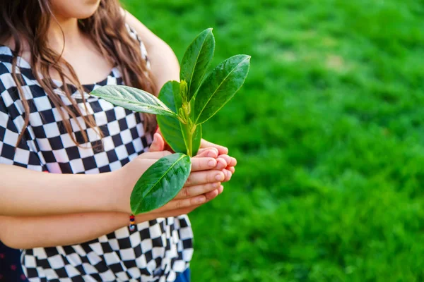 Çocuklar ellerinde doğa ağacıyla ilgilenirler. Seçici odaklanma. Çocuk.