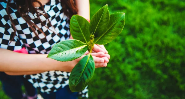 Çocuklar ellerinde doğa ağacıyla ilgilenirler. Seçici odaklanma. Çocuk.