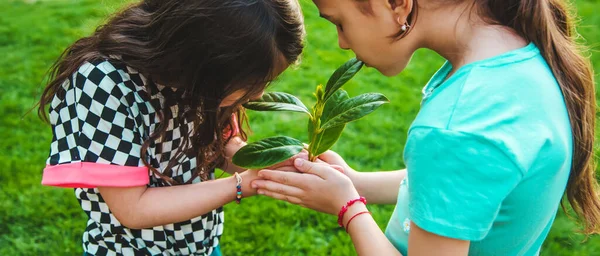 Çocuklar ellerinde doğa ağacıyla ilgilenirler. Seçici odaklanma. Çocuk.