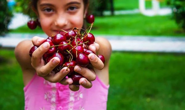 Ein Kind Erntet Garten Kirschen Selektiver Fokus Lebensmittel — Stockfoto
