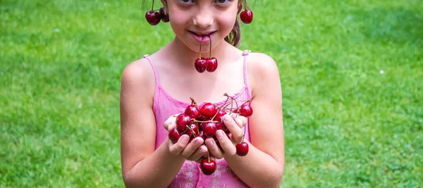 Een Kind Oogst Kersen Tuin Selectieve Focus Voedsel — Stockfoto