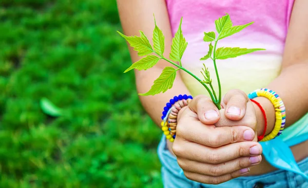 Children Take Care Nature Tree Hands Selective Focus Nature 로열티 프리 스톡 이미지