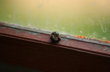 Yaban arıları grunge penceresinde çiftleşme