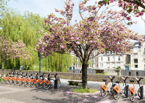 桜の花とバイク ロイヤリティフリーのストック画像
