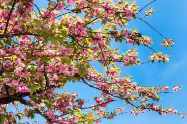 kiraz çiçeği. Nantes, Fransa