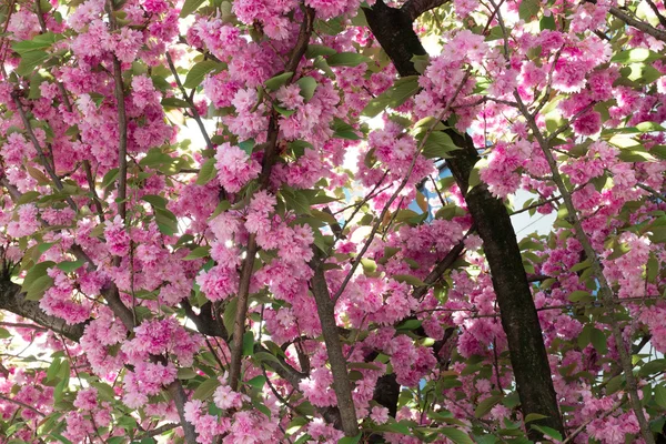 Kirschblüte. nantes, Frankreich — Stockfoto