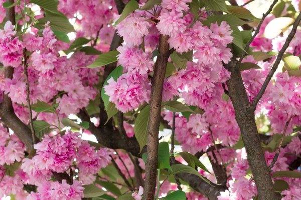 Flor de cerezo. Nantes, Francia — Foto de Stock