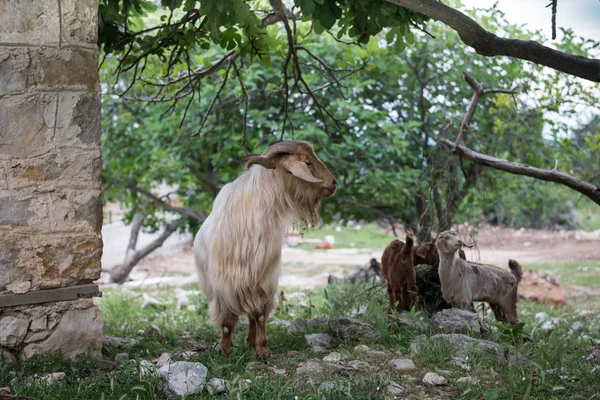 Domácí koza, kozorožce. Turecko — Stock fotografie