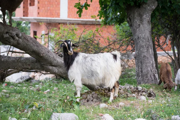 Domácí koza, kozorožce. Turecko — Stock fotografie