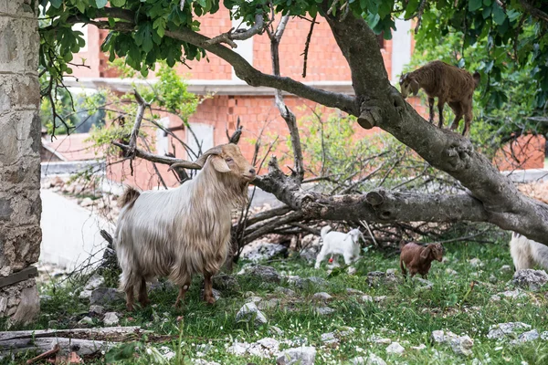 Home goat,  ibex.  Turkey — Stock Photo, Image