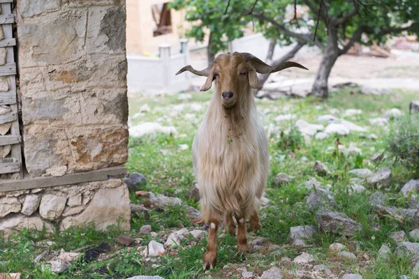 Home goat,  ibex.  Turkey — Stock Photo, Image