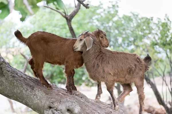 Kambing rumahan, Ibex. Turki — Stok Foto