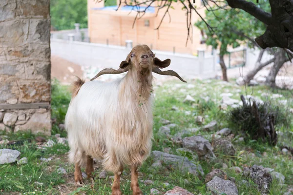 Home goat,  ibex.  Turkey — Stock Photo, Image