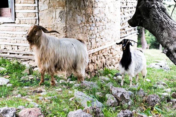 Home goat,  ibex.  Turkey — Stock Photo, Image