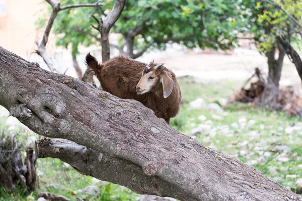 Home goat,  ibex.  Turkey — Stock Photo, Image