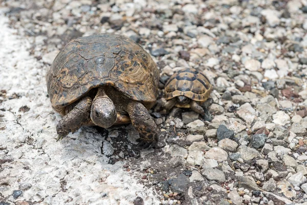 Bir çocukla turtle — Stok fotoğraf