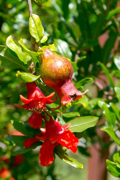 Flowers and Fruit on a  pomegranate tree — Stock Photo, Image