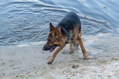 köpek. Alman çoban.