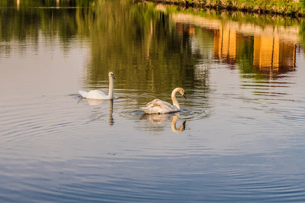 Cisnes en el lago. — Foto de Stock