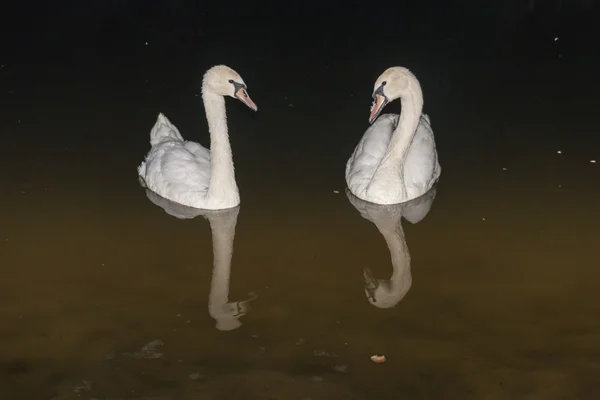Swans on the lake. — Stock Photo, Image