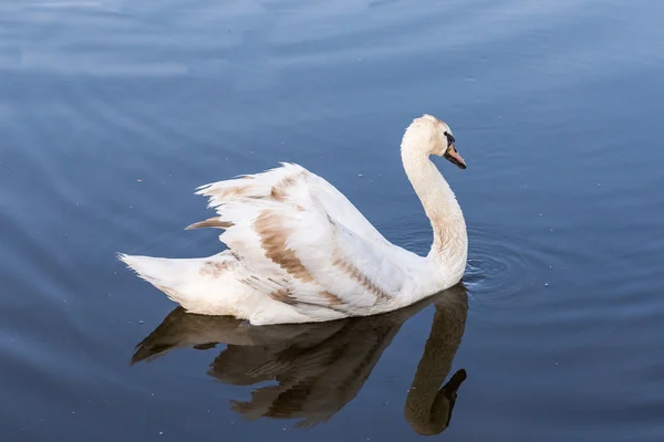 Cisnes en el lago. — Foto de Stock