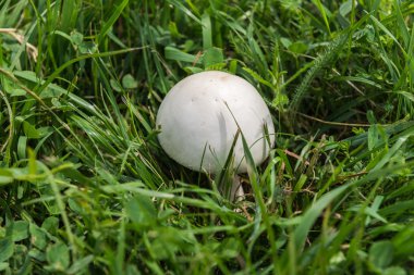 Champignon mantar. Botanik Bahçesi. Kiev.