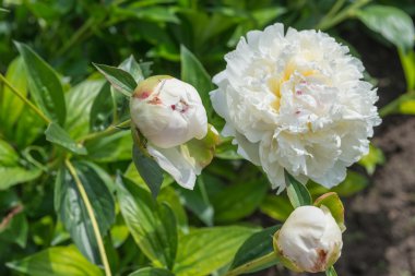 Peonies bloom.