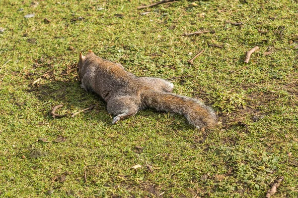 Sciurus. — Fotografia de Stock