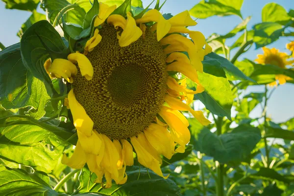 Sunflowers. — Stock Photo, Image