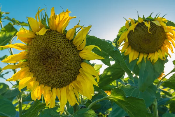 Tournesols. — Photo