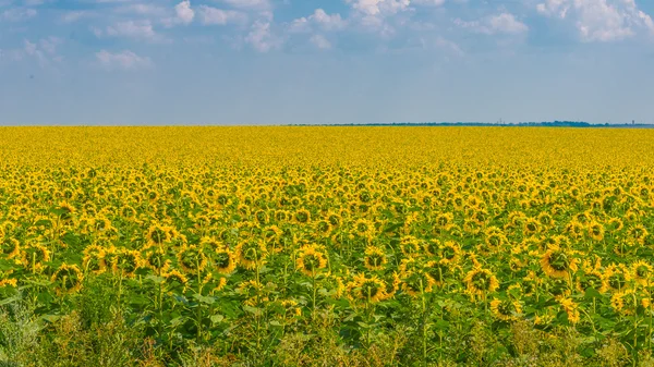 Tournesols, Ukraine, région de Dnipropetrovsk — Photo