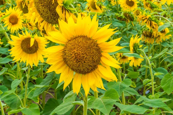 Sunflowers, Ukraine, Dnipropetrovsk region, 18.07.2014. — Stock Photo, Image