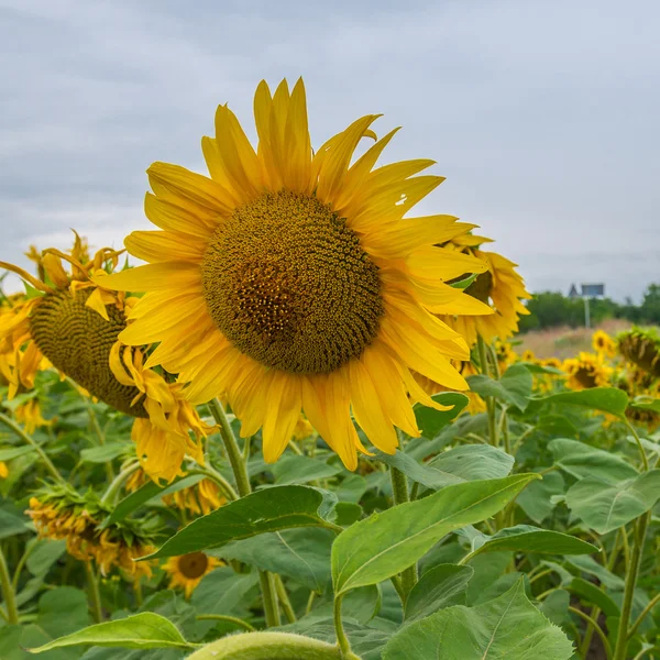 Sunflowers, Ukraine, Dnipropetrovsk region, 18.07.2014. — Stock Photo, Image