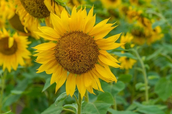 Sunflowers, Ukraine, Dnipropetrovsk region, 18.07.2014. — Stock Photo, Image