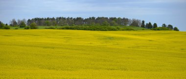 Sarı alan karabuğday çiçekleri mavi gökyüzü. manzara.